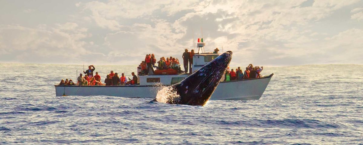 avistamiento ballenas baja california-2