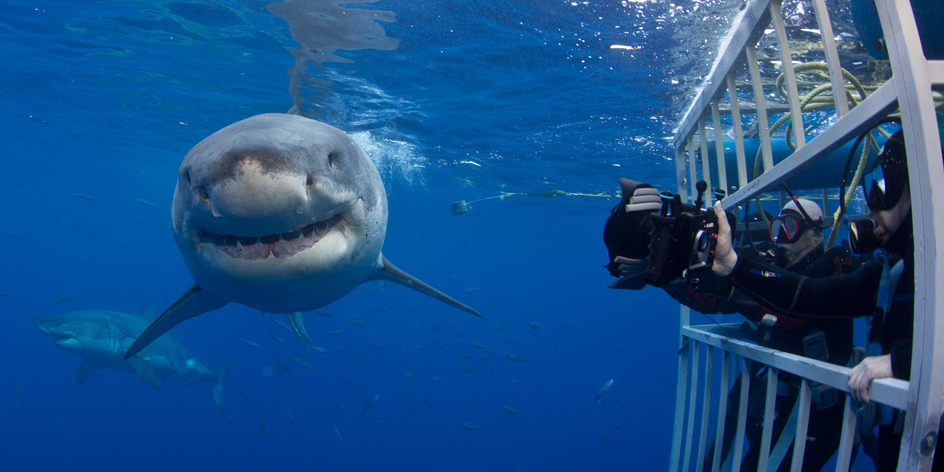 GREAT WHITE SHARK – Ensenada, Baja California