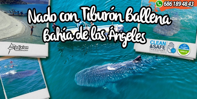 Nado con tiburón ballena en Bahía de los Ángeles